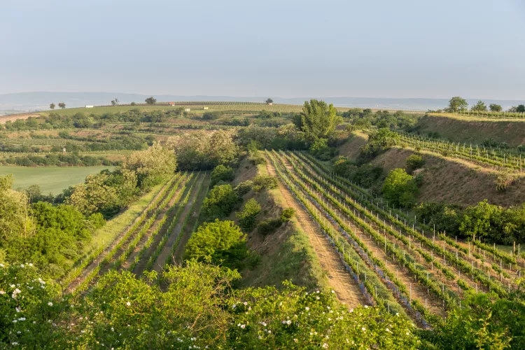 autor: Ondřej Bednařík, ZnojmoRegion